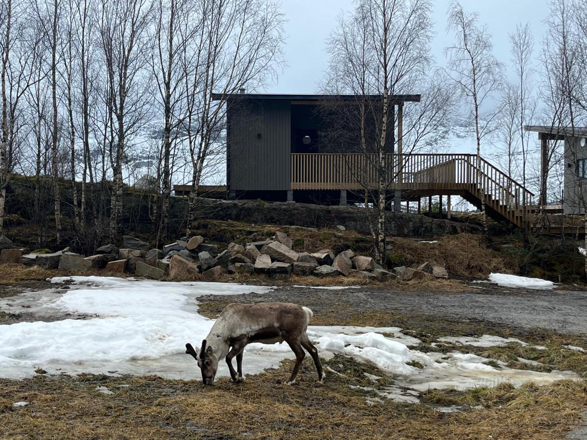 Efjord And Stetind Resort - Cabin Kobbernestinden Ballangen Eksteriør billede